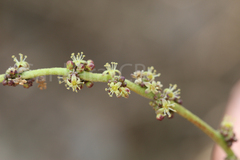 Lannea coromandelica